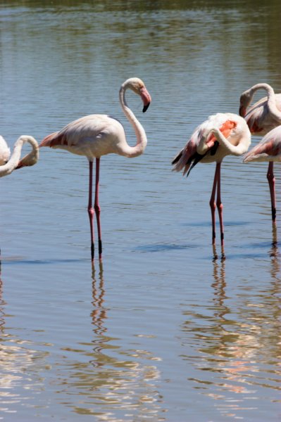 flamingoes2.jpg